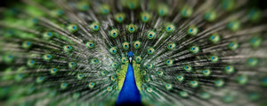 Multiplying Eyes of the Peacock - Is Divine Father