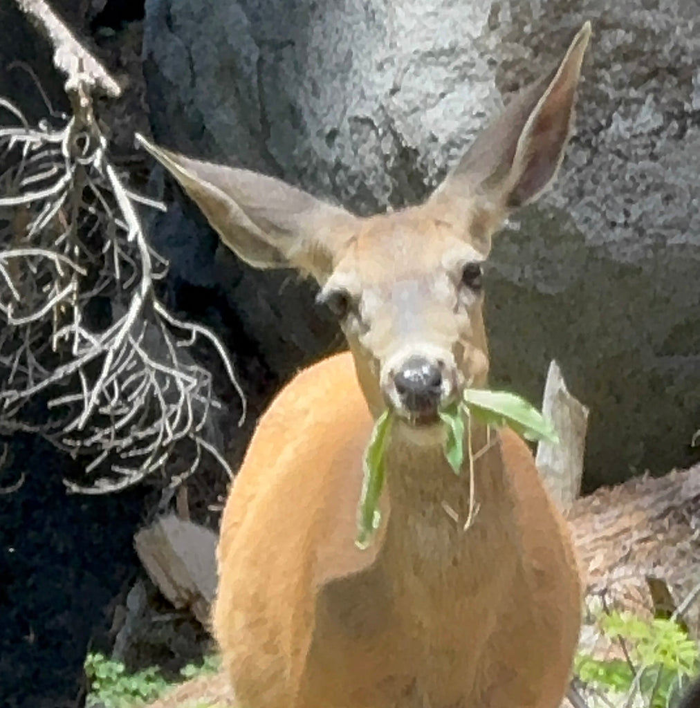 Leumurian Light Language - A Magical Walk With A Deer - Sequoia Trees National Park