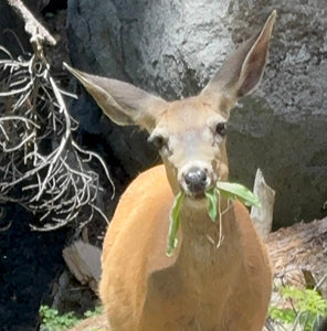 Leumurian Light Language - A Magical Walk With A Deer - Sequoia Trees National Park