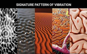 Workshop - Buddha - Understanding The Brain & Consciousness - The Path of Enlightenment