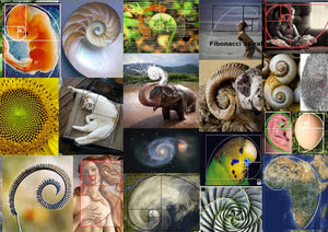 Workshop - Archangel Raphael - HUMAN ANATOMY - Healing The Human Body, DNA & Trauma
