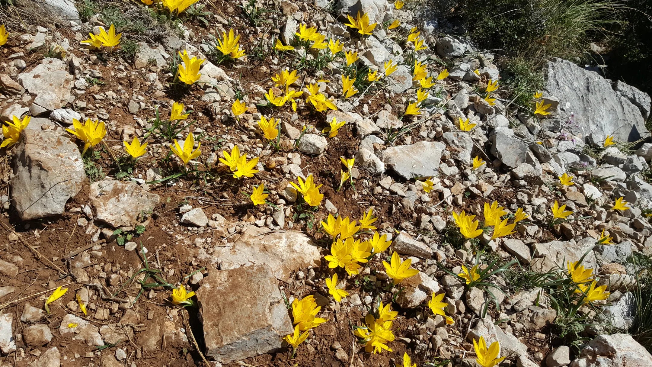 Workshop - The Oracle of Delphi - Becoming an Alchemy & Master of Timelines